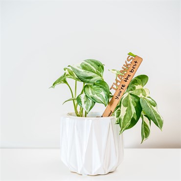 Treleaf Celebration Stake Assorted - Image 5