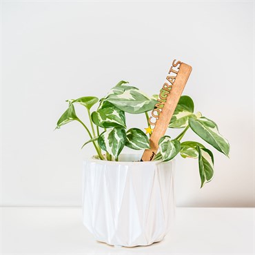 Treleaf Celebration Stake Assorted - Image 6