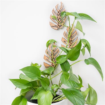 Treleaf 3pc Set Monstrella Wall Mounted Plant Hooks Regular Cherry - Image 3