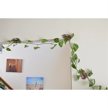 Treleaf 3pc Set Monstrella Wall Mounted Plant Hooks Regular Cherry - Image 5