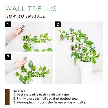 Treleaf 3pc Set Monstrella Wall Mounted Plant Hooks Regular Cherry - Image 6