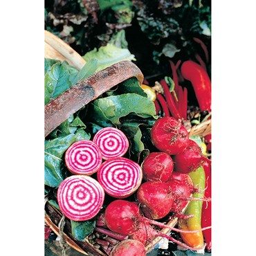 Beets, Chiogga 1/2oz