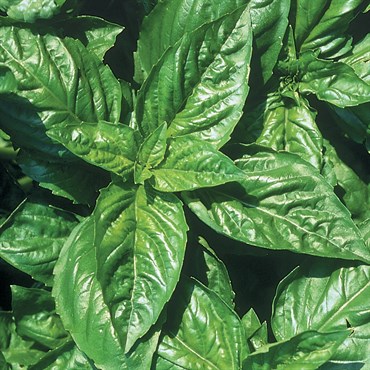 Basil, Lemon 1/16oz