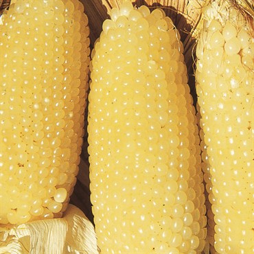 Popcorn, Perdue 410 Hybrid 10 Grams - Image 3