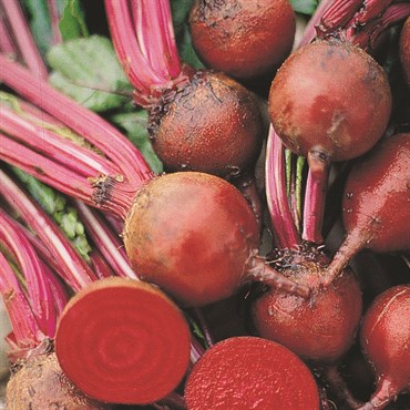Beets, Detroit Dark Red 4.5 Grams - Image 3