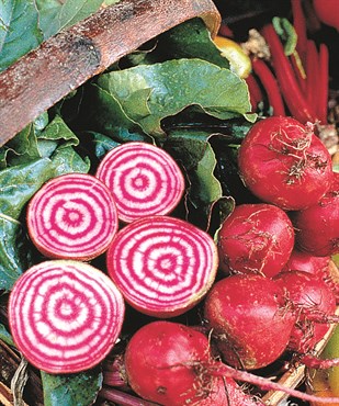 Beets, Chiogga 2 Grams