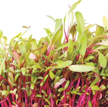 Microgreens, Bull's Blood Beet 2 Grams - Image 3
