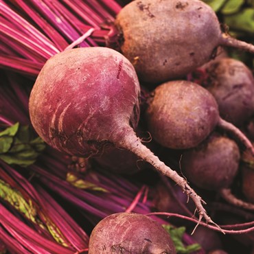 Beets, Lutz Red Stem 4.5 Grams - Image 3