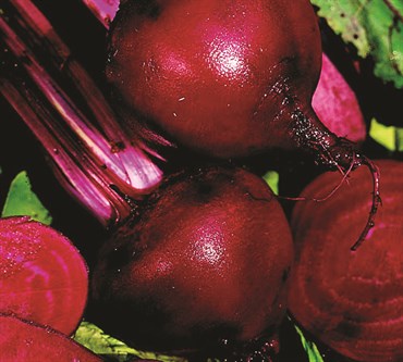 Beets, Red Ace Hybrid 2 Grams - Image 3