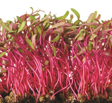 Microgreens, Red Ace Hybrid Beet 2 Grams - Image 3