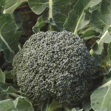 Broccoli, Gypsy Hybrid 280mg - Image 3