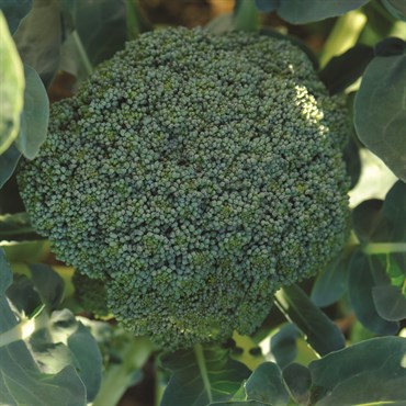 Broccoli, Waltham 590mg - Image 3