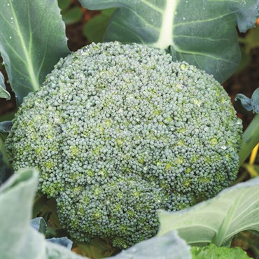 Broccoli, Castle Dome 280mg - Image 3