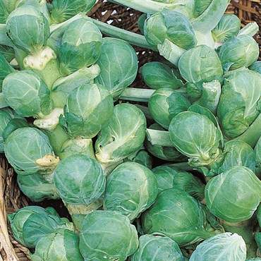 Brussel Sprouts, Jade Cross Hybrid 280mg - Image 3