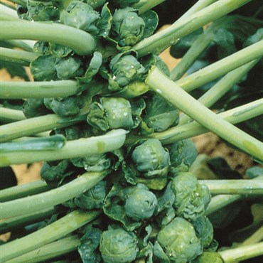 Brussel Sprouts, Long Island 590mg - Image 3