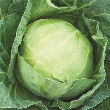 Cabbage, Danish Ballhead 2 Grams - Image 3