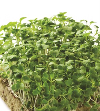 Microgreens, Pak Choi Chinese Cabbage 590mg - Image 3
