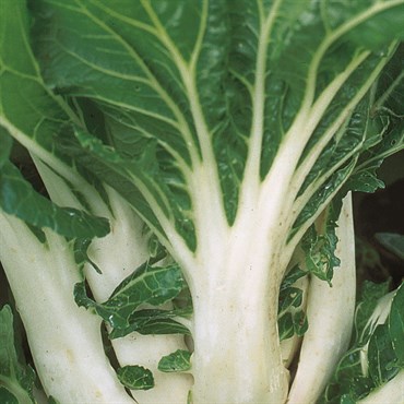 Cabbage, Chinese Pak Choi 590mg - Image 3