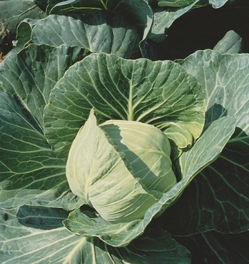 Cabbage, Premium Late Flat Dutch 2 Grams - Image 3