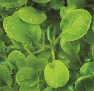 Microgreens, Tatsoi Chinese Cabbage 4 Grams - Image 2