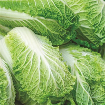 Cabbage, Michihili Chinese 2 Grams - Image 3
