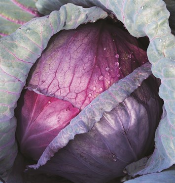 Cabbage, Red Acre 2 Grams - Image 3