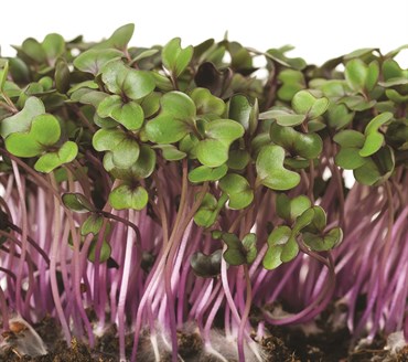 Microgreens, Red Acre Cabbage 2 Grams - Image 3