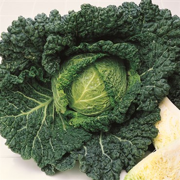 Cabbage, Savoy Ace Improved 590mg - Image 3