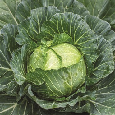Cabbage, Stonehead Hybrid 500mg - Image 3