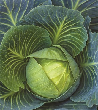 Cabbage, Wisconsin All Season 2 Grams - Image 3