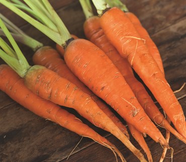 Carrot, Chantenay 2.7 Grams - Image 3