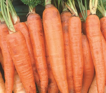 Carrot, Danver Half Long 2.7 Grams - Image 3