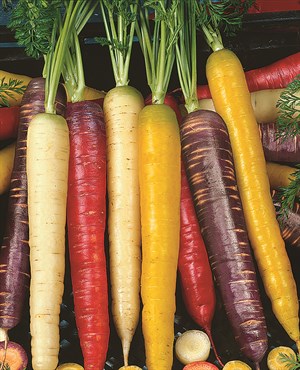Carrot, Rainbow Blend 280mg - Image 3