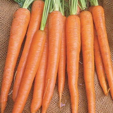 Carrot, Imperator 2.7 Grams - Image 3