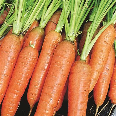 Carrot, Little Finger 2 Grams - Image 3