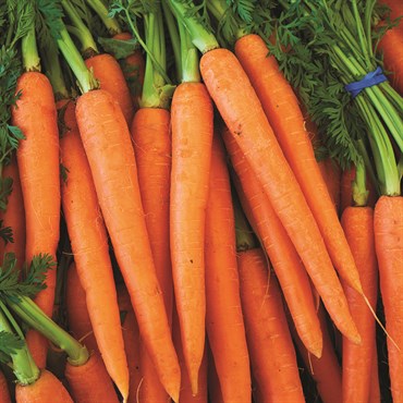 Carrot, Tendersweet 2.7 Grams - Image 3