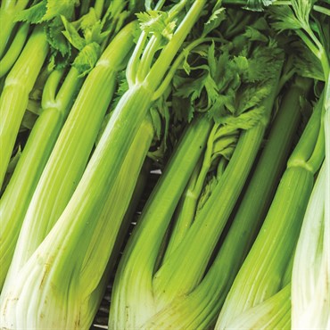 Celery, Golden Self Blanching 560mg - Image 3