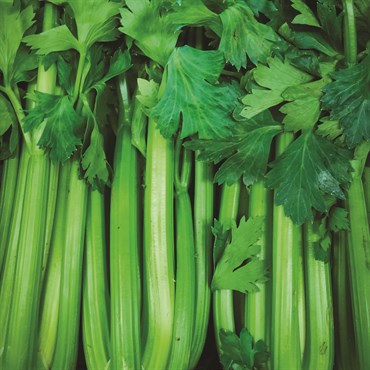 Celery, Tall Utah Improved 560mg - Image 3