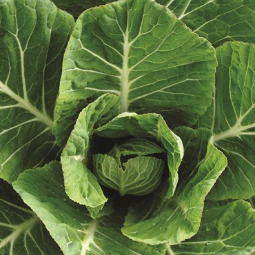 Collards, Georgia 4 Grams - Image 3