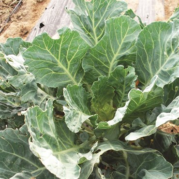 Collards, Vates 4 Grams - Image 3