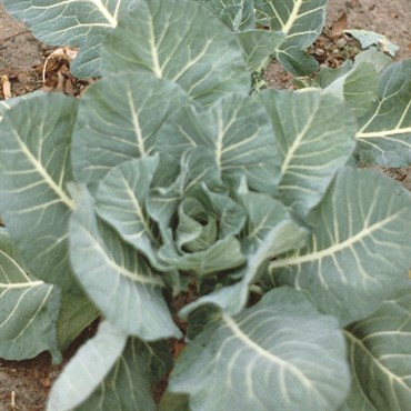 Collards, Morris Heading 4 Grams - Image 3