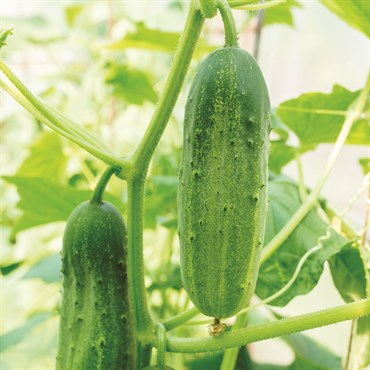 Cucumber, White Spine 3 Grams - Image 3