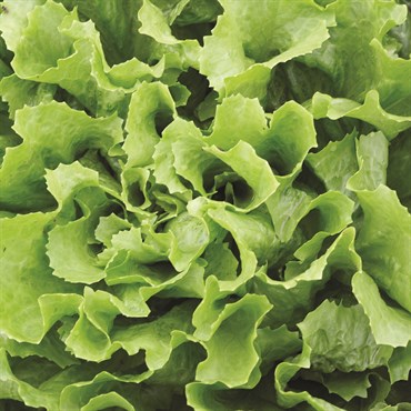 Endive, Broad Leaf Batavian 4 Grams - Image 3