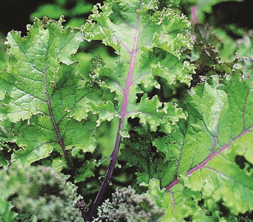 Kale, Red Russian Kale 4 Grams - Image 3
