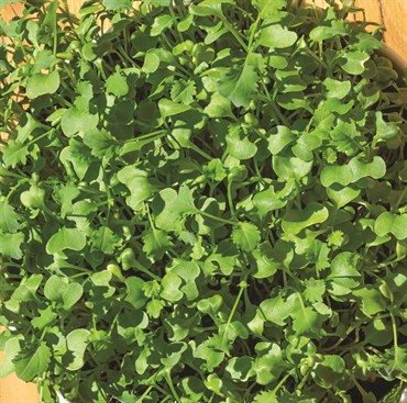Microgreens, Vates Blue Curled Scotch Kale 4 Grams - Image 3