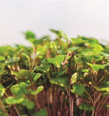 Microgreens, Red Russian Kale 4 Grams - Image 3