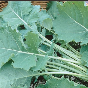 Kale, Tall Spring 4 Grams - Image 3