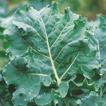 Kale, Premier 3.5 Grams - Image 3