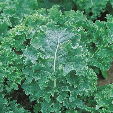 Kale, Vates Blue Curled Scotch 4 Grams - Image 3