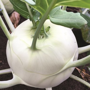 Kohlrabi, Early White Vienna 3 Grams - Image 3